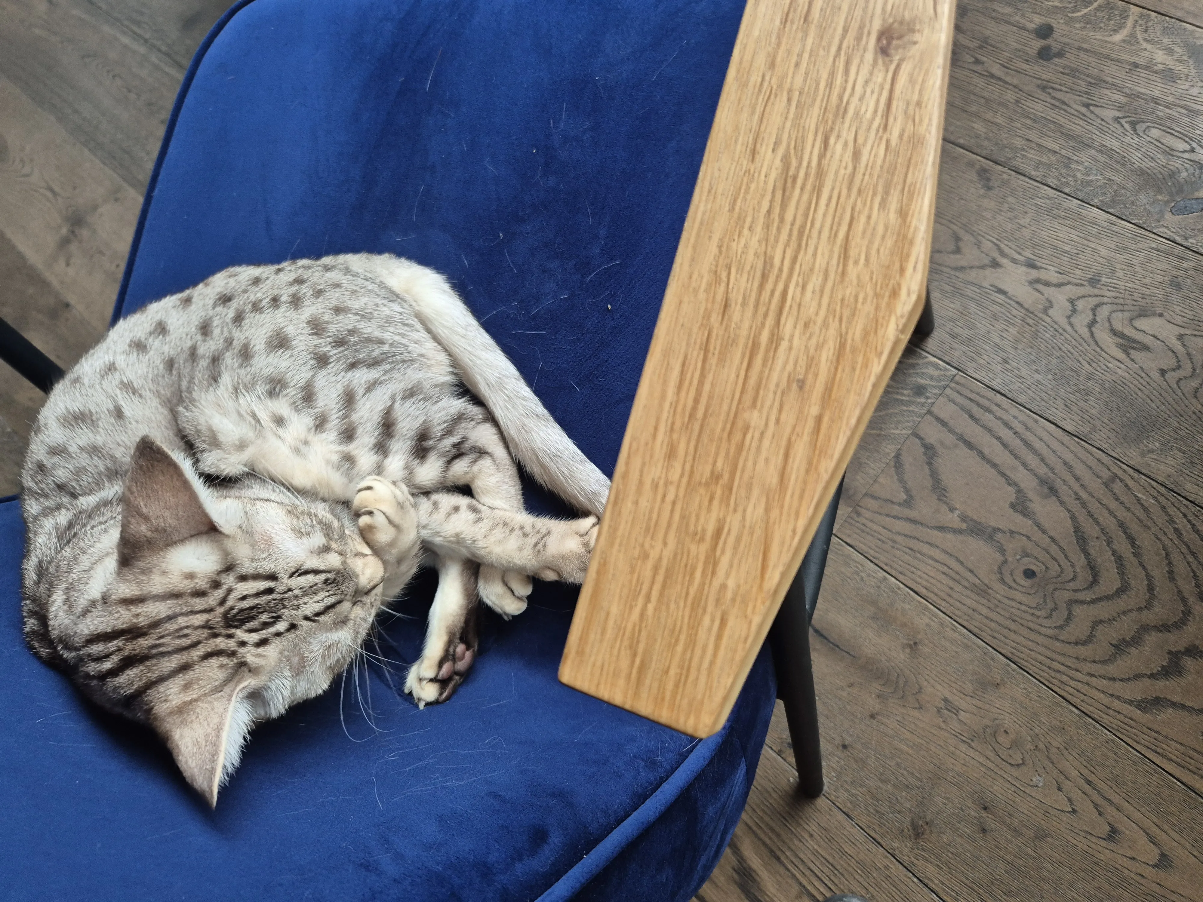 Kawa, ciacho i koty – idealne zakończenie roku!