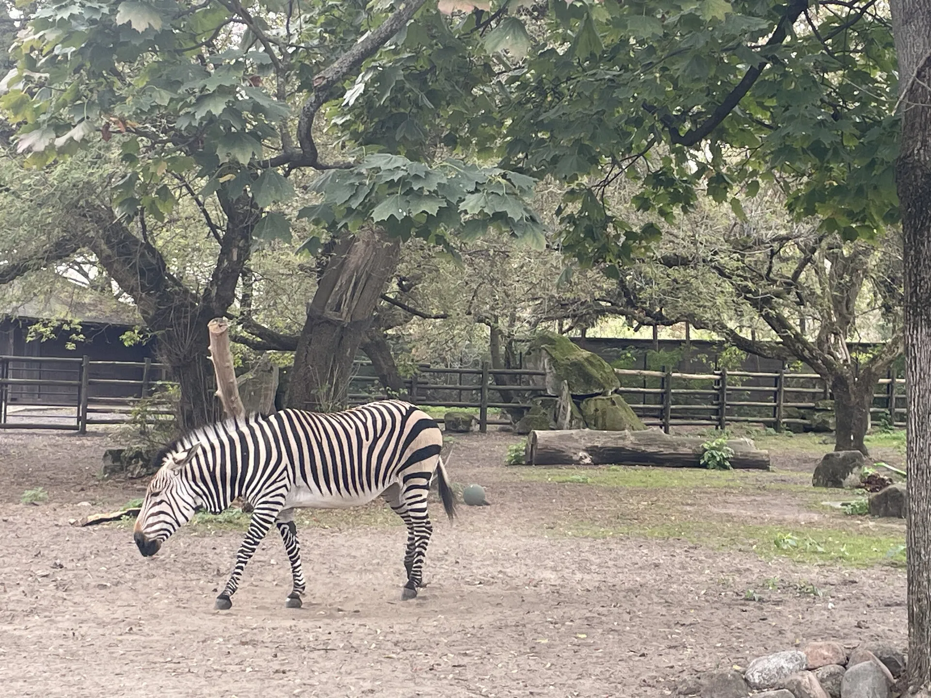 Wyjście integracyjne do ZOO