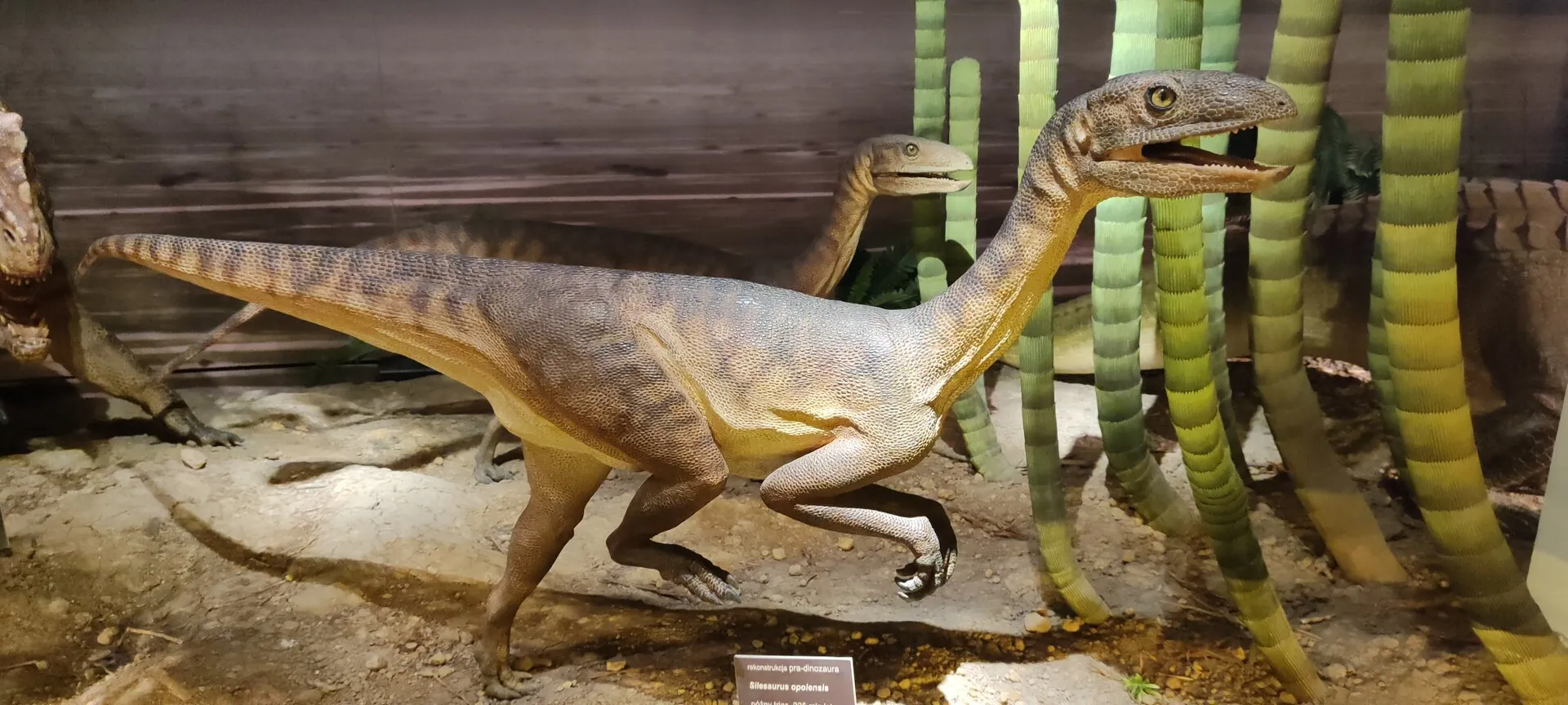 Wyjście do Muzeum Ewolucji Instytutu Paleobiologii PAN